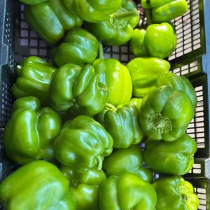 Green Bell pepper (1lb)