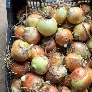 Onion, Yellow (1lb)