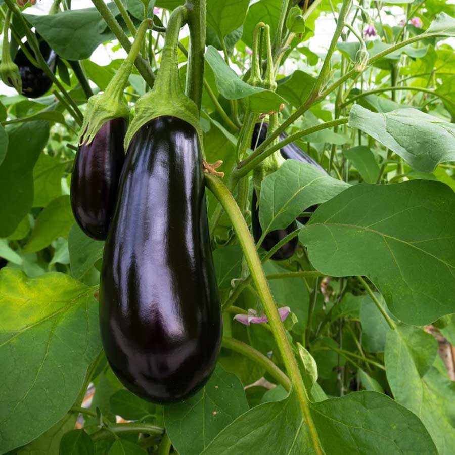 Egg plant (1lb)