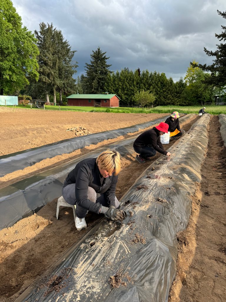 Planting strawberries in farm