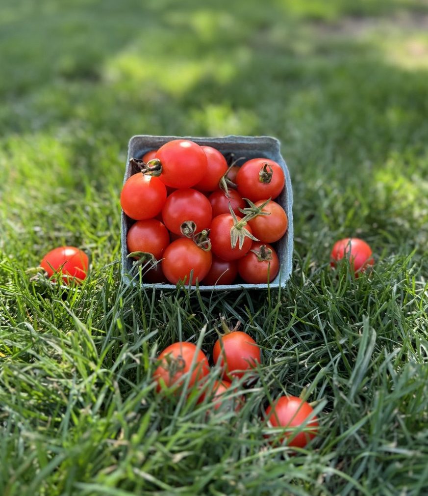 Tomato, Cherry (1lb)